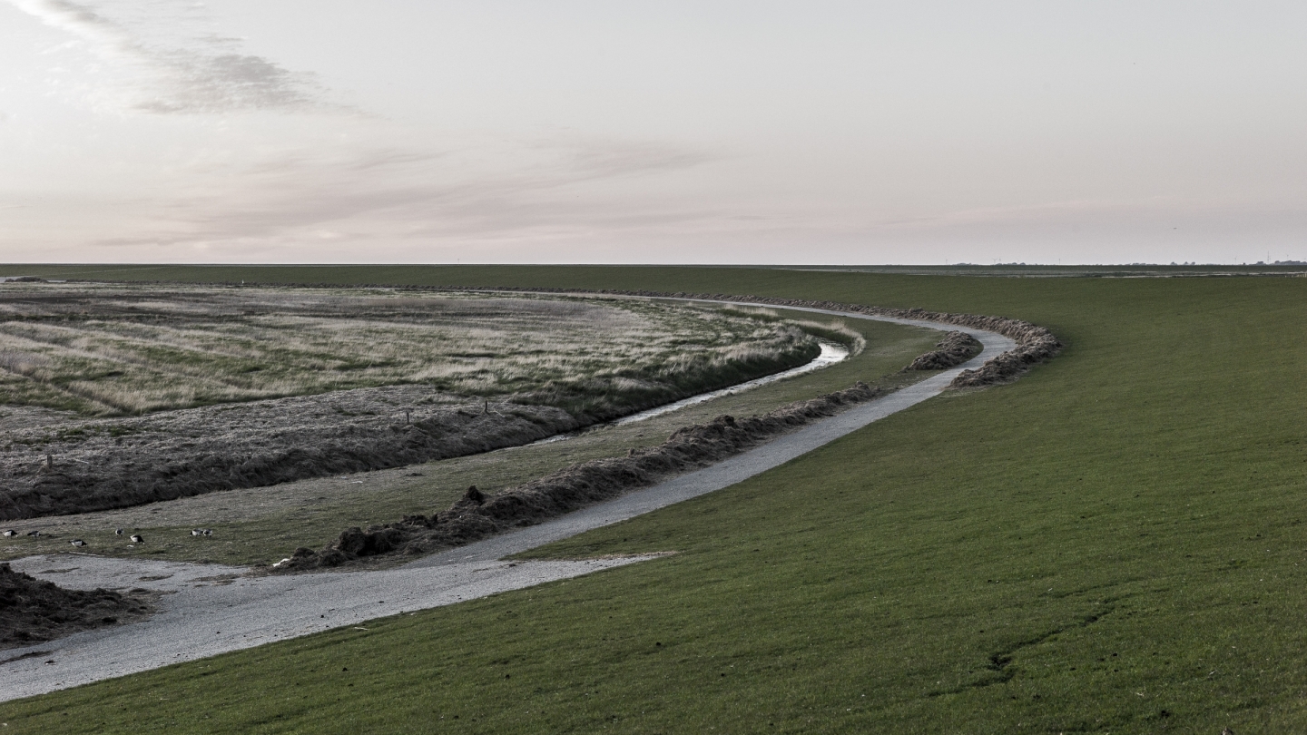 Salzwiesen hinter dem Deich, Krummhörn, Nordsee, 2020