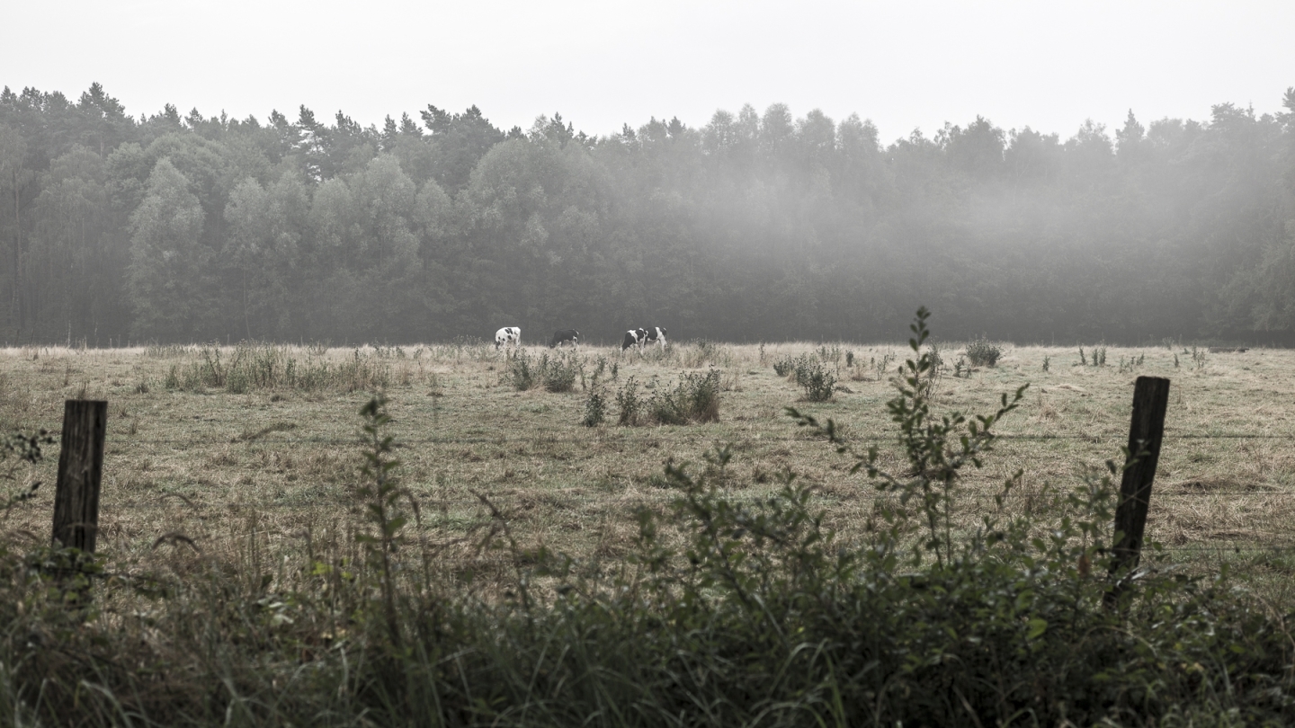Morgens auf der Kuhwiese, Wedemark, August 2020