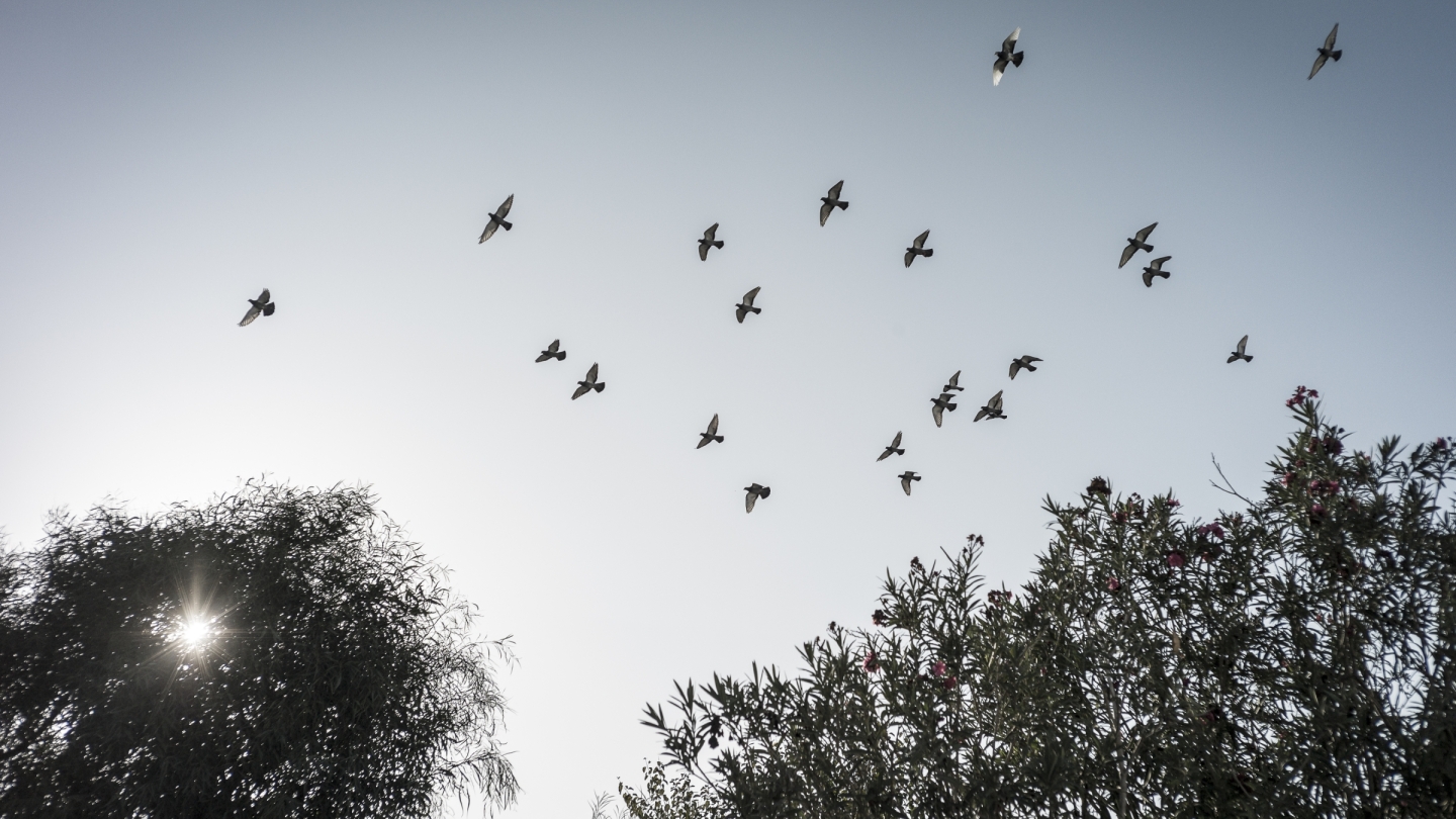 Tauben über Hammamet, Tunesien, November 2022